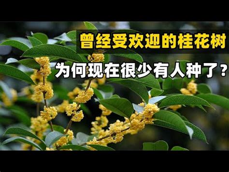 種桂花風水|3步驟種出旺宅桂花樹